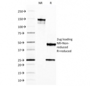 SDS-PAGE analysis of purified, BSA-free FTL antibody (clone FTL/1387) as confirmation of integrity and purity.