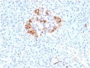 IHC testing of FFPE human pancreas with FTL antibody. HIER: boil tissue sections in pH 9 10mM Tris with 1mM EDTA for 20 min and allow to cool before testing.<BR>