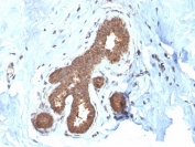 IHC staining of FFPE human placental tissue with GSTM2 antibody (clone CPTC-GSTMu2-2). HIER: boil tissue sections in pH6, 10mM citrate buffer, for 10-20 min and allow to cool before testing.
