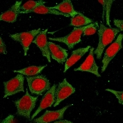 Immunofluorescent staining of fixed and permeabilized human HeLa cells with GSTM2 antibody (green) and Reddot nuclear stain (red).