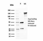 SDS-PAGE analysis of purified, BSA-free MSH6 antibody (clone MSH6/3085) as confirmation of integrity and purity.