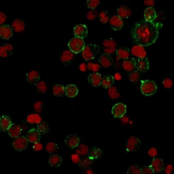 Immunofluorescent staining of human Raji cells with recombinant HLA-DPB1 antibody (clone HLA-DPB1/2862R, green) and Reddot nuclear stain (red).~