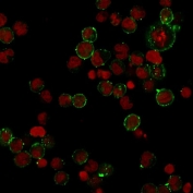 Immunofluorescent staining of human Raji cells with recombinant HLA-DPB1 antibody (clone HLA-DPB1/2862R, green) and Reddot nuclear stain (red).