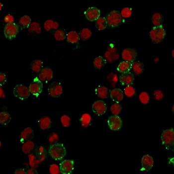Immunofluorescent staining of human Raji cells with recombinant HLA-DQ antibody (green, clone HLA-DQA1/2866R) and Reddot nuclear stain (red).~