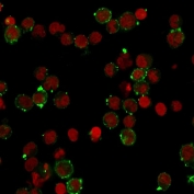 Immunofluorescent staining of human Raji cells with recombinant HLA-DQ antibody (green, clone HLA-DQA1/2866R) and Reddot nuclear stain (red).