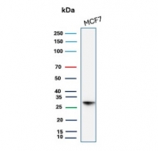 Western blot testing of human MCF7 cell lysate with HSP27 antibody (clone CPTC-HSPB1-2). Predicted molecular weight: 23-27 kDa.