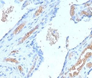 IHC staining of FFPE human placenta with recombinant Spectrin alpha 1 antibody (clone SCNA-1R). Requ