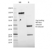 SDS-PAGE analysis of purified, BSA-free phospho-c-Jun antibody (clone C-J 4C4/1) as confirmation of integrity and purity.