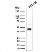 Western blot testing of human HCT116 antibody with recombinant CK18 antibody (clone KRT18/2808R). Predicted molecular weight ~48 kDa.