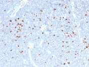IHC testing of FFPE human tonsil stained with Ki-67 antibody (MKI67/2466). Required HIER: boiling tissue sections in 10mM citrate buffer, pH6, for 10-20 min followed by cooling at RT for 20 min.