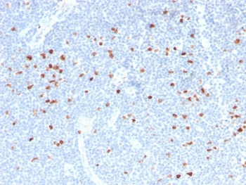 IHC testing of FFPE human tonsil stained
