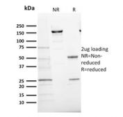 SDS-PAGE analysis of purified, BSA-free Ki-67 antibody (clone MKI67/2466) as confirmation of integrity and purity.