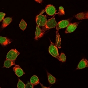 Immunofluorescent staining of human HeLa cells with Ki67 antibody (green, clone MKI67/2461) and wheat germ agglutinin (red, membrane stain).