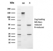 SDS-PAGE analysis of purified, BSA-free Ki67 antibody (clone MKI67/2461) as confirmation of integrity and purity.