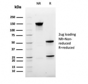 SDS-PAGE analysis of purified, BSA-free Ki67 antibody (clone MKI67/2463) as confirmation of integrity and purity.