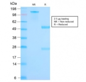 SDS-PAGE analysis of purified, BSA-free recombinant Mammaglobin antibody (clone MGB/2682R) as confirmation of integrity and purity.