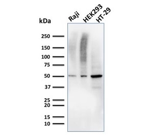 Western blot testing of human Raji, HEK293, and HT-29 cell lysate with MMP3 antibody. Predicted molecular weight ~54 kDa.~