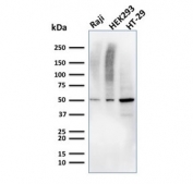 Western blot testing of human Raji, HEK293, and HT-29 cell lysate with MMP3 antibody (clone MMP3/2655). Predicted molecular weight ~54 kDa.