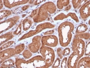 IHC staining of FFPE human kidney with recombinant MTAP antibody (clone MTAP/3137R). Required HIER: steam section in pH 9 10mM Tris with 1mM EDTA for 20 min and allow to cool prior to staining.