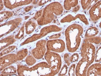 IHC staining of FFPE human kidney with recombinant MTAP antib