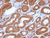 IHC staining of FFPE human kidney with recombinant MTAP antibody (clone MTAP/3137R). Required HIER: steam section in pH 9 10mM Tris with 1mM EDTA for 20 min and allow to cool prior to staining.