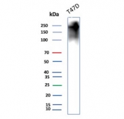 Western blot testing of human T-47D cell lysate with recombinant MUC1 antibody (clone MUC1/2980R). This glycoprotein is commonly visualized between 120~500 kDa.