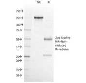 SDS-PAGE analysis of purified, BSA-free NKX6.1 antibody (clone NKX61/2561) as confirmation of integrity and purity.