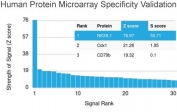 Analysis of HuProt(TM) microarray containing more than 19,000 full-length human proteins using NKX6.1 antibody (clone NKX61/2561). These results demonstrate the foremost specificity of the NKX61/2561 mAb. Z- and S- score: The Z-score represents the strength of a signal that an antibody (in combination with a fluorescently-tagged anti-IgG secondary Ab) produces when binding to a particular protein on the HuProt(TM) array. Z-scores are described in units of standard deviations (SD's) above the mean value of all signals generated on that array. If the targets on the HuProt(TM) are arranged in descending order of the Z-score, the S-score is the difference (also in units of SD's) between the Z-scores. The S-score therefore represents the relative target specificity of an Ab to its intended target.