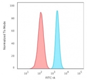 FACS testing of fixed and permeabilized human HeLa cells with recombinant SPTBN2 antibody (blue) and isotype control (red).
