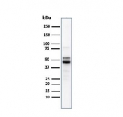 Western blot testing of human PC-3 cell lysate with recombinant ODC1 antibody. Predicted molecular weight ~51 kDa.