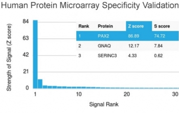 Analysis of HuProt(TM) microarray containing more than 19,000 full-length human proteins using PAX2 antibody (clone PAX2/1104). These results demonstrate the foremost specificity of the PAX2/1104 mAb.<BR>Z- and S- score: The Z-score represents the strength of a signal that an antibody (in combination with a fluorescently-tagged anti-IgG secondary Ab) produces when binding to a particular protein on the HuProt(TM) array. Z-scores are described in units of standard deviations (SD's) above the mean value of all signals generated on that array. If the targets on the HuProt(TM) are arranged in descending order of the Z-score, the S-score is the difference (also in units of SD's) between the Z-scores. The S-score therefore represents the relative target specificity of an Ab to its intended target.