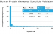 Analysis of HuProt(TM) microarray containing more than 19,000 full-length human proteins using PAX2 antibody (clone PAX2/1104). These results demonstrate the foremost specificity of the PAX2/1104 mAb. Z- and S- score: The Z-score represents the strength of a signal that an antibody (in combination with a fluorescently-tagged anti-IgG secondary Ab) produces when binding to a particular protein on the HuProt(TM) array. Z-scores are described in units of standard deviations (SD's) above the mean value of all signals generated on that array. If the targets on the HuProt(TM) are arranged in descending order of the Z-score, the S-score is the difference (also in units of SD's) between the Z-scores. The S-score therefore represents the relative target specificity of an Ab to its intended target.