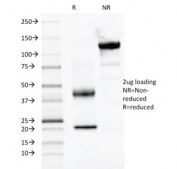 SDS-PAGE analysis of purified, BSA-free PAX2 antibody (clone PAX2/1104) as confirmation of integrity and purity.