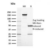 SDS-PAGE analysis of purified, BSA-free POLR2A antibody (clone CTD 4H8) as confirmation of integrity and purity.