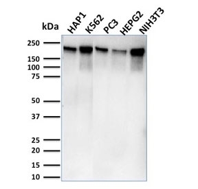 Western blot testing of human HAP1, K562, PC3, HepG2, and mouse NIH3T3 lysate with POLR2A antibody (clone CTD 4H8). Routinely observed molecular weight: 200-250 kDa.~