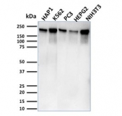 Western blot testing of human HAP1, K562, PC3, HepG2, and mouse NIH3T3 lysate with POLR2A antibody (clone CTD 4H8). Routinely observed molecular weight: 200-250 kDa.