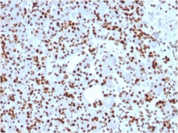 SDS-PAGE analysis of purified, BSA-free SOX9 antibody as confirmation