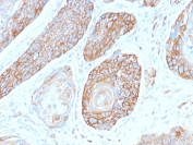 IHC testing of FFPE human pancreas with recombinant Spectrin beta III antibody (clone SPTBN2/2979R). Required HIER: boil tissue sections in 10mM citrate buffer, pH 6, for 10-20 min followed by cooling at RT for 20 min.