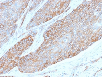 IHC testing of FFPE human pancreas with recombinant Spectrin beta III antibody (clone SPTBN2/2979R). Required HIER: boil tissue sections in 10mM citrate buffer, pH 6, for 10-20 min followed by cooling at RT for 20 min.~