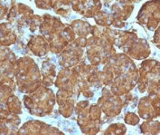 IHC staining of FFPE human pancreas with recombinant TOP1MT antibody (clone TPIMT-2R). HIER: boil tissue sections in pH 9 10mM Tris with 1mM EDTA for 10-20 min and allow to cool before testing.