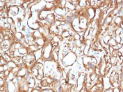 IHC testing of FFPE human placenta with Ezrin antibody (clone CPTC-Ezrin-1). Required HIER: boiling tissue sections in 10mM citrate buffer, pH 6, for 10-20 min and allow to cool prior to staining.
