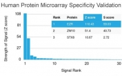 Analysis of HuProt(TM) microarray containing more than 19,000 full-length human proteins using Ezrin antibody (clone CPTC-Ezrin-1). These results demonstrate the foremost specificity of the CPTC-Ezrin-1 mAb. Z- and S- score: The Z-score represents the strength of a signal that an antibody (in combination with a fluorescently-tagged anti-IgG secondary Ab) produces when binding to a particular protein on the HuProt(TM) array. Z-scores are described in units of standard deviations (SD's) above the mean value of all signals generated on that array. If the targets on the HuProt(TM) are arranged in descending order of the Z-score, the S-score is the difference (also in units of SD's) between the Z-scores. The S-score therefore represents the relative target specificity of an Ab to its intended target.