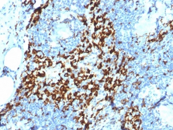 IHC testing of FFPE human lymph node with CD163 antibody (clone M130/2164). HIER: boil tissue sections in 10mM Tris with 1mM EDTA, pH 9 for 10-20 min followed by cooling at RT for 20 min.~