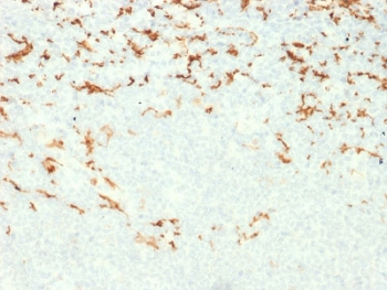 IHC testing of FFPE human lymph node with CD163