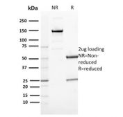 SDS-PAGE analysis of purified, BSA-free CD163 antibody (clone M130/2164) as confirmation of integrity and purity.