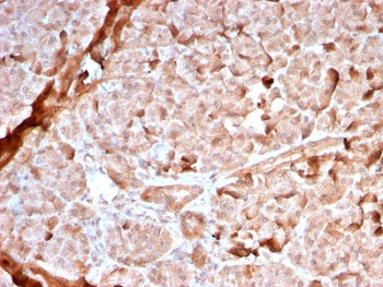 IHC staining of FFPE human pancreas with recombinant Mitochondrial Marker antibody (clone MTC02/2860R). HIER: boil tissue sections in 1mM EDTA buffer, pH 8.5-9.5, for 10-20 min followed by cooling at RT prior to testing.~