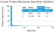 Analysis of HuProt(TM) microarray containing more than 19,000 full-length human proteins using ENAH antibody (clone ENAH/1988). These results demonstrate the foremost specificity of the ENAH/1988 mAb. Z- and S- score: The Z-score represents the strength of a signal that an antibody (in combination with a fluorescently-tagged anti-IgG secondary Ab) produces when binding to a particular protein on the HuProt(TM) array. Z-scores are described in units of standard deviations (SD's) above the mean value of all signals generated on that array. If the targets on the HuProt(TM) are arranged in descending order of the Z-score, the S-score is the difference (also in units of SD's) between the Z-scores. The S-score therefore represents the relative target specificity of an Ab to its intended target.