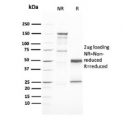 SDS-PAGE analysis of purified, BSA-free GATA3 antibody (clone GATA3/2446) as confirmation of integrity and purity.