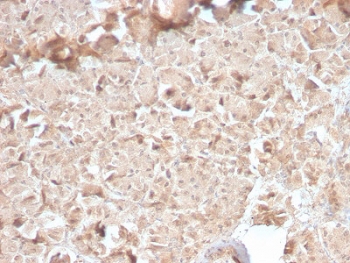 IHC testing of human pancreas with recombinant CELA3B antibody (clone CELA3B/2810R). Required HIER: boil tissue sections in 10mM Tris with 1mM EDTA, pH 9, for 10-20 min followed by cooling at RT for 20 min.~