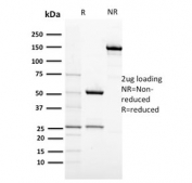 SDS-PAGE analysis of purified, BSA-free CD117 antibody (clone KIT/2674) as confirmation of integrity and purity.